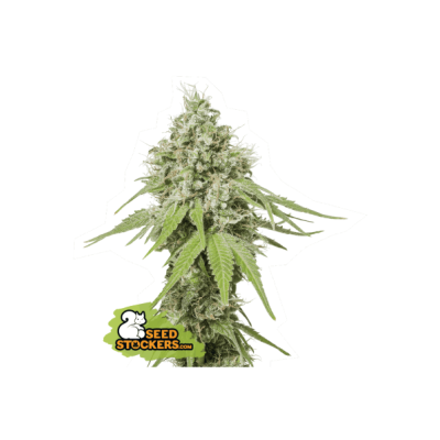 AK 420 FEM PROMO 3+2 SEED STOCKERS