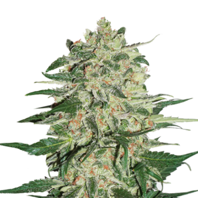 BIG BUD FEM X3-SEED STOCKERS