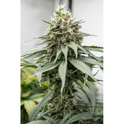 BLACK BERRY GUM FEM X5 SEED STOCKERS