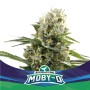 MOBY-D XXL AUTO X4 - BSF SEEDS