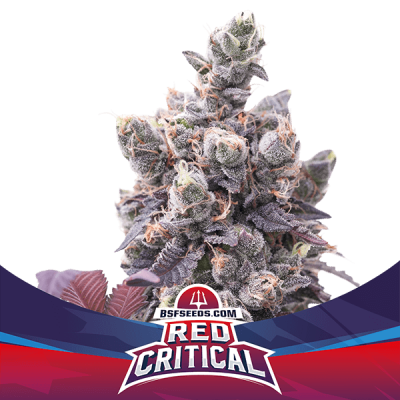 RED CRITICAL AUTO X12 - BSF SEEDS