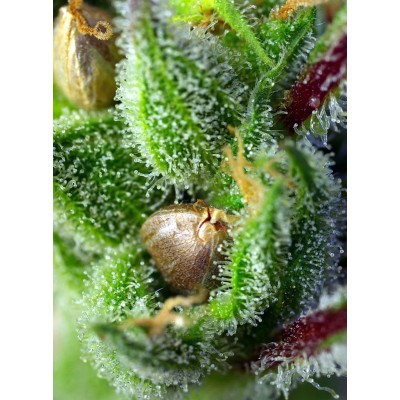 GREEN POISON 3+1 FEM SWEET SEEDS