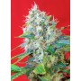 GREEN POISON 3+1 FEM SWEET SEEDS