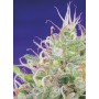 GREEN POISON 3+1 FEM SWEET SEEDS