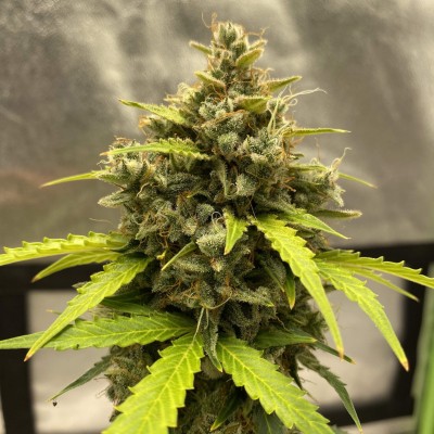 JACK HERER FEM X3 SEED STOCKER