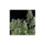 NORTHERN LIGHT FEM PYRAMID SEEDS