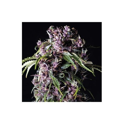 PURPLE X3+1 FEM PYRAMID SEEDS