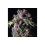 PURPLE X3+1 FEM PYRAMID SEEDS