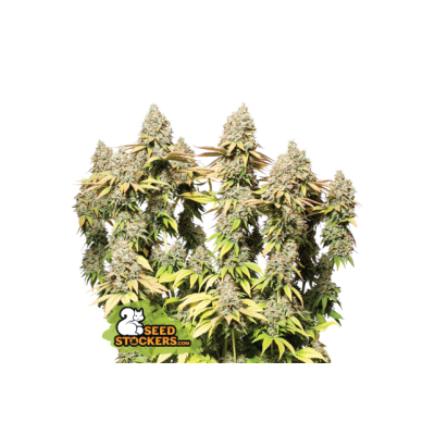 SEMILLAS PRO AUTO MIX SEED STOCKERS