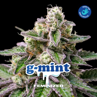 G-MINT X2 FEMINIZADA - BSF