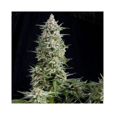 AMNESIA GOLD X3+1 PYRAMID SEEDS