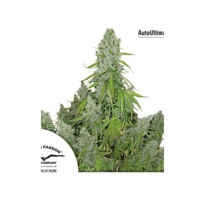 AUTO EUFORIA X3 DUTCH PASSION