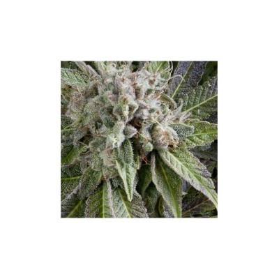 Auto Blue Pyramid x1 - Pyramid Seeds