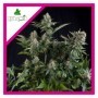 WHITE WIDOW X1 FEM PYRAMID SEEDS