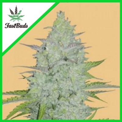 ORIGINAL AUTO CRITICAL X1 FAST BUDS