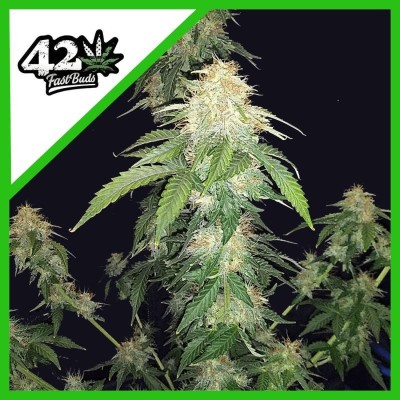 ORIGINAL AUTO RUSSIAN X1 FAST BUDS