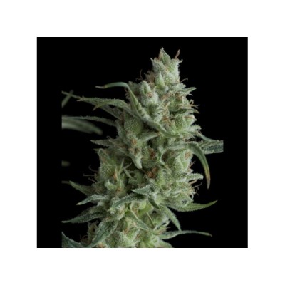 SUPER OG KUSH 3+1 PYRAMID SEEDS