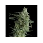 SUPER OG KUSH 3+1 PYRAMID SEEDS